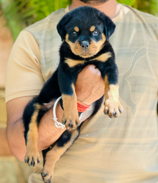 Buy Vaccinated Rottweiler Puppy from Kolkata